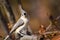 Tufted Titmouse in Autumn