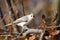 Tufted Titmouse in Autumn