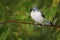 Tufted-titmouse Baeolophus bicolor perched on a tree branch near a feeder station on a rainy day.