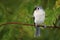 Tufted-titmouse Baeolophus bicolor perched on a tree branch near a feeder station on a rainy day.