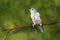 Tufted-titmouse Baeolophus bicolor perched on a tree branch near a feeder station on a rainy day.