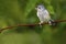 Tufted-titmouse Baeolophus bicolor perched on a tree branch near a feeder station on a rainy day.