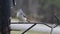 Tufted titmouse, Baeolophus Bicolor, sitting at a bird feeder