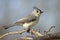 Tufted Titmouse bird