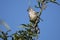 Tufted Titmouse bird perched in a tree top