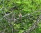 A Tufted Titmouse bird sitting on a branch of tree in Texas.