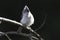 Tufted Titmouse on branch