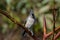 Tufted titmouse on a branch on a sunny autumn day.