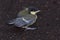 Tufted titmouse chick on the ground