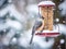 Tufted Titmouse at the Feeder in Winter