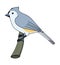 Tufted Titmouse illustration vector.Bird illustration