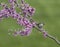 Tufted Titmouse with Insect in Beak in Redbud tree