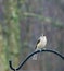 Tufted Titmouse Perched