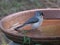 Tufted titmouse perched atop the birdbath full of water