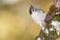 Tufted Titmouse Perched on an Autumn Branch