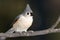 Tufted Titmouse Perched Delicately on a Slender Branch