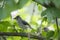 Tufted titmouse perched on limb