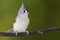 Tufted Titmouse Perched on a Slender Tree Branch