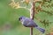 Tufted Titmouse Perched on a Tree in Autumn