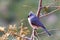 Tufted Titmouse Perched on a Tree in Winter