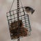 Tufted Titmouse On Porch Feeder