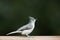 Tufted titmouse on porch railing profile