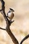 Tufted titmouse resting on a cedar branch