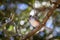 Tufted titmouse resting on the limb of a Texas live oak tree