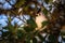 Tufted titmouse resting on the limb of a Texas live oak tree