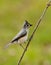 Tufted Titmouse sits on a small limb.