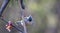 Tufted Titmouse, a small gray songbird, looking straight ahead ready to fly