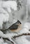 Tufted Titmouse and Snow