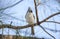 Tufted Titmouse song bird perched in pine tree, Athens, Georgia, USA