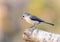 Tufted titmouse songbird on birch