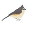 Tufted titmouse Vector illustration of bird Isolated object