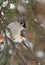 Tufted Titmouse in Winter Snow