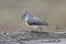 Tufted Titmouse on Wood Fence