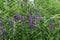 Tufted Vetch