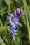 Tufted Vetch