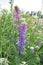 Tufted vetch or Bird vetch (Vicia cracca)