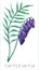 Tufted vetch flower hand-drawn in watercolor