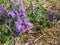 Tufted Vetch grows as wildflower weed in NYS