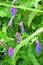 Tufted Vetch - Vicia cracca