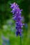 Tufted Vetch - Vicia cracca