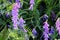 The tufted vetch weed flowers against a dark background