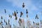 Tufts of dry reeds under a blue sky.