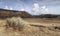 Tufts of Marram Grass