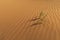 Tufts of Pampas grass in the desert