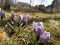 Tufts of spring-flowering crocuses