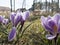 Tufts of spring-flowering crocuses